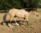 L.A. Waters Quarter Horses