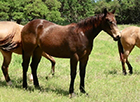 L.A. Waters Quarter Horses
