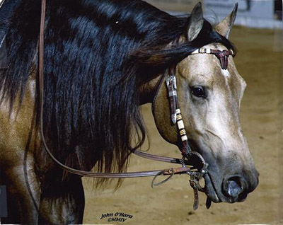 L.A. Waters Quarter Horses - Colonel Freckles