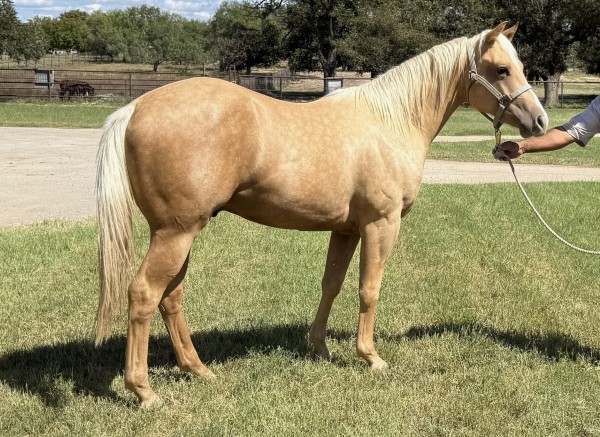 L.A. Waters Quarter Horses