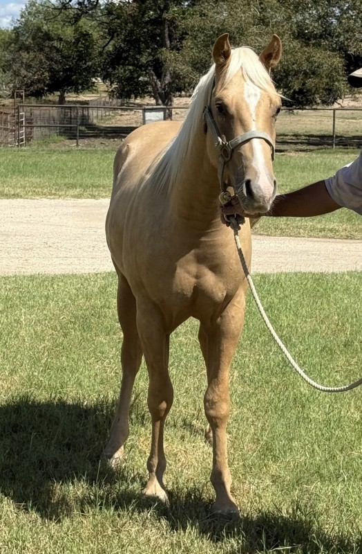 L.A. Waters Quarter Horses