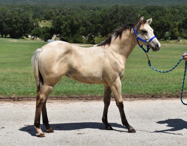L.A. Waters Quarter Horses