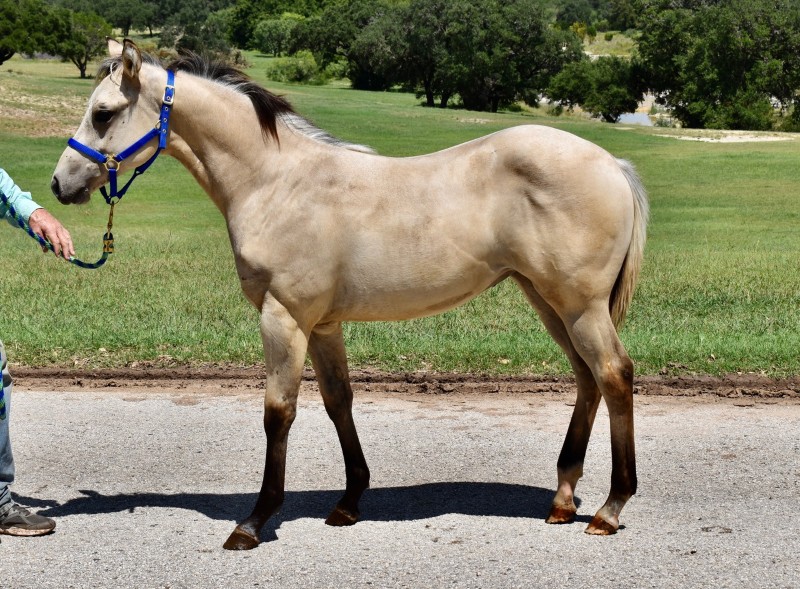 L.A. Waters Quarter Horses
