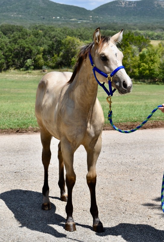 L.A. Waters Quarter Horses