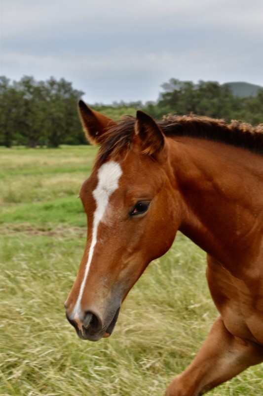 L.A. Waters Quarter Horses