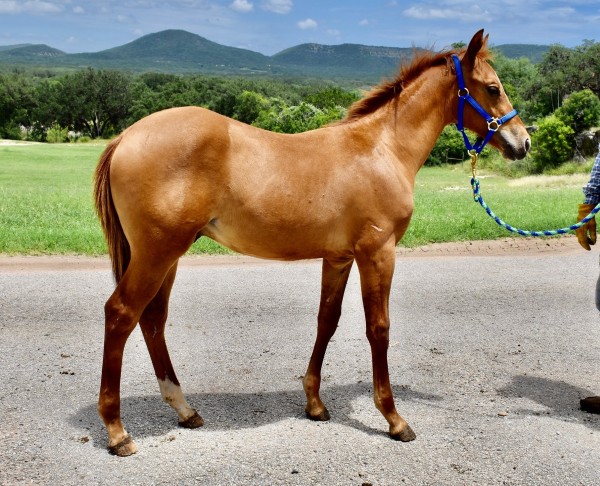 L.A. Waters Quarter Horses