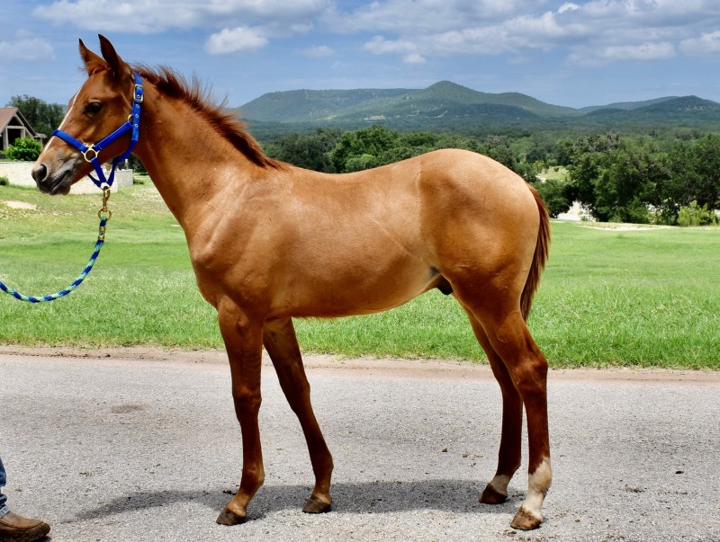 L.A. Waters Quarter Horses