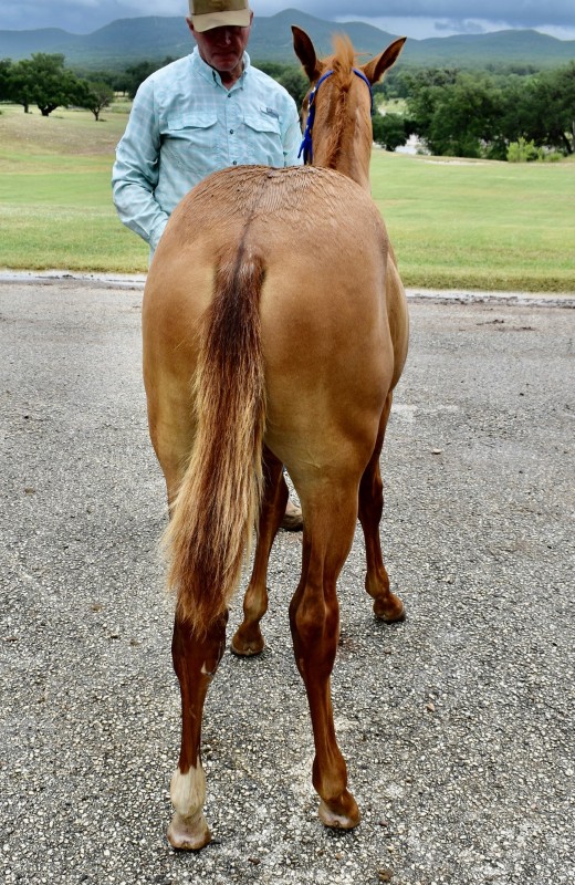 L.A. Waters Quarter Horses