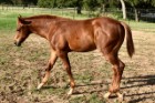 L.A. Waters Quarter Horses
