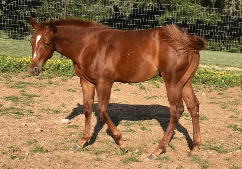 L.A. Waters Quarter Horses