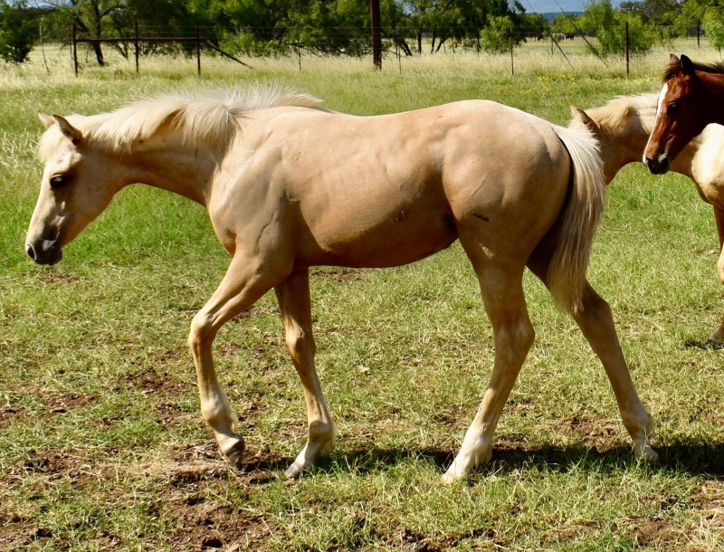 L.A. Waters Quarter Horses