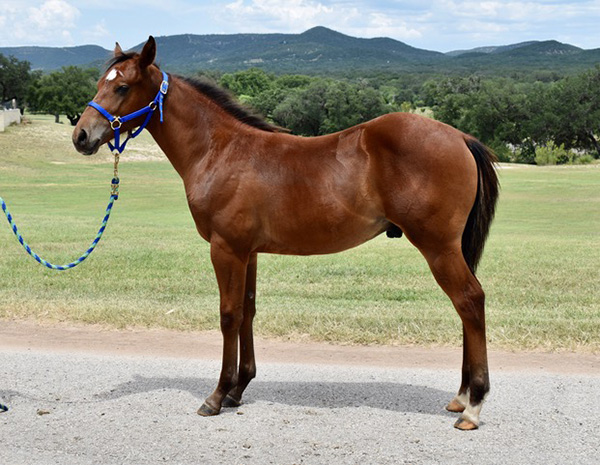 L.A. Waters Quarter Horses