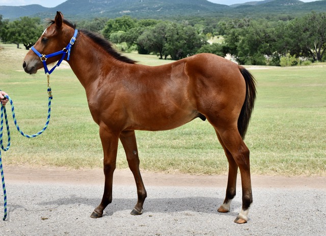 L.A. Waters Quarter Horses