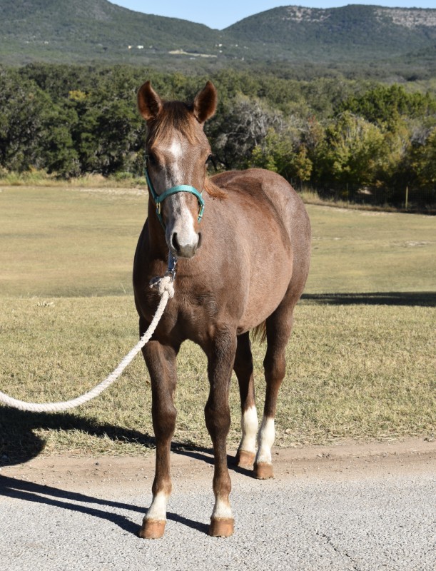 L.A. Waters Quarter Horses