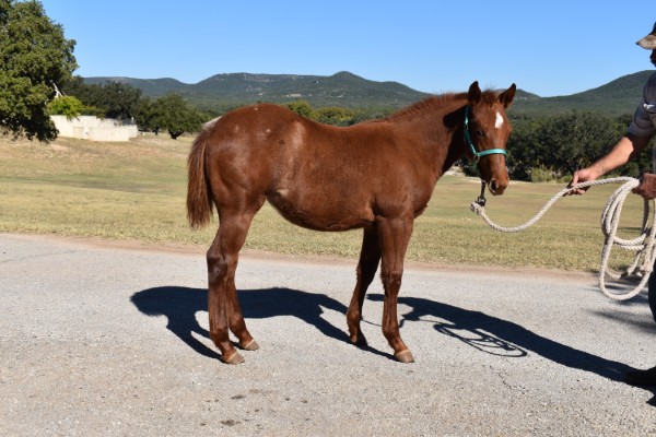 L.A. Waters Quarter Horses