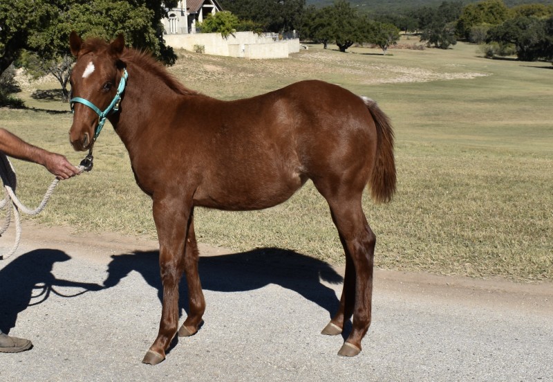 L.A. Waters Quarter Horses