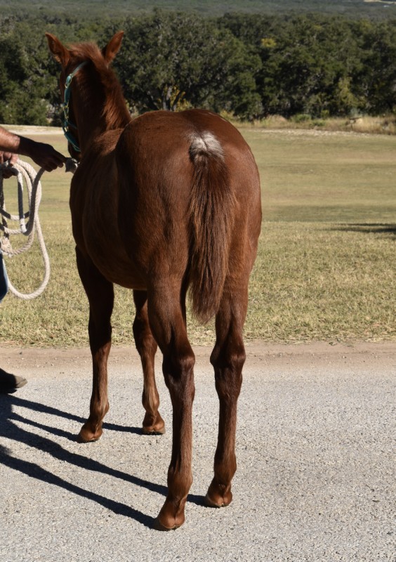 L.A. Waters Quarter Horses